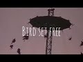 Bird set freesiacoverleyla mirzazadeh