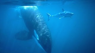 Orcas cazando un tiburon tigre herido