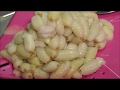 【閲覧注意】大量のオオスズメバチ幼虫・蛹を食べまくってみた。