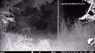 Lupo Disperso Pianura Al Sud