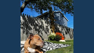 Dog Heaven