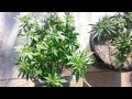 BLUE COOKIES STRAIN REVIEW - YouTube