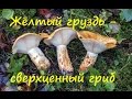 Жёлтый груздь - сверхценный гриб.