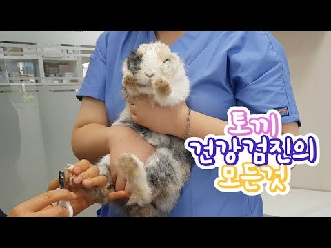 토끼 건강검진 비용부터 모두 알려드립니다! [토끼 키우기, うさぎ, rabbit]