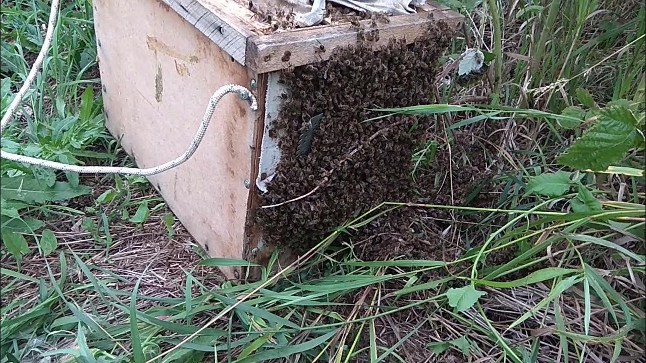 Размеры ловушки для ловли роев. Ловля роев пчел ловушками 2023. Ловушка для пчел. Ловля роев пчел ловушками 2023. Ловля роев пчел ловушками 2023.