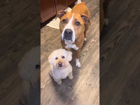 Video: Vilka är de bästa sätten att ge din hundbensbuljongpulver?