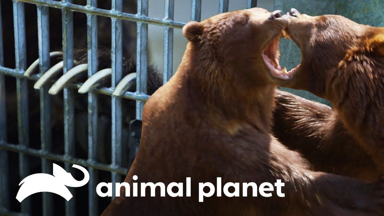 Ursos vão à manicure! | O Zoológico | Animal Planet Brasil video editing software free