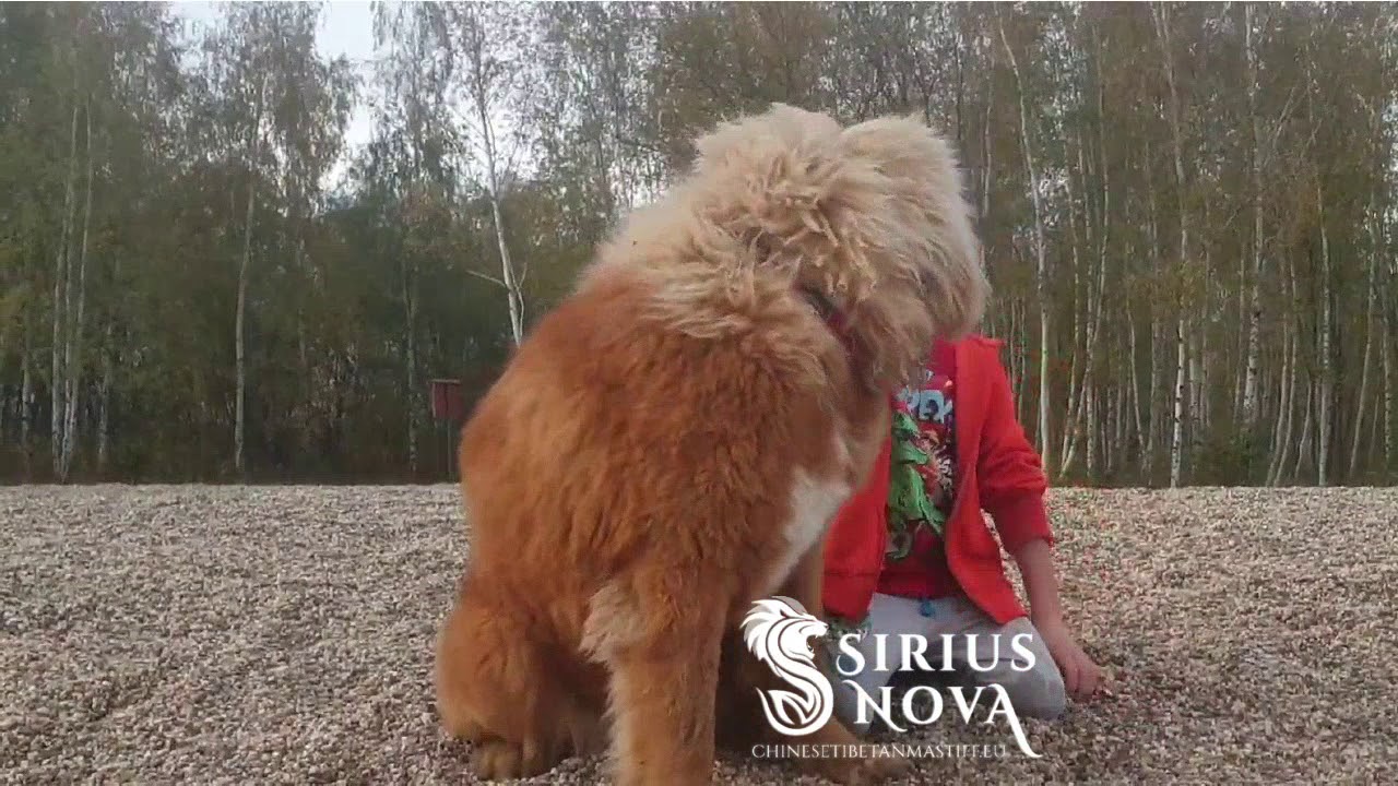 Tibetan Mastiff Girl With Kid Youtube