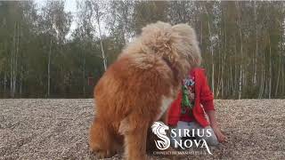 Tibetan mastiff girl with kid by Sirius Nova 5,521 views 4 years ago 11 seconds