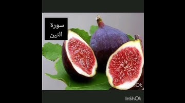 سورة التين بصوت الماهر المعيقلي
