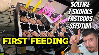 first feeding. these plants are in rapid rooters and need light nutrients right away.