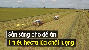 Nông dân gia tăng lợi nhuận từ “Đề án 1 triệu hecta lúa chất lượng” | VTV CẦN THƠ
