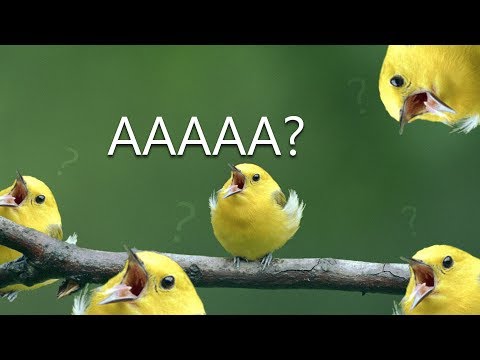 9 MIN OF DANK BIRB MEMES #5