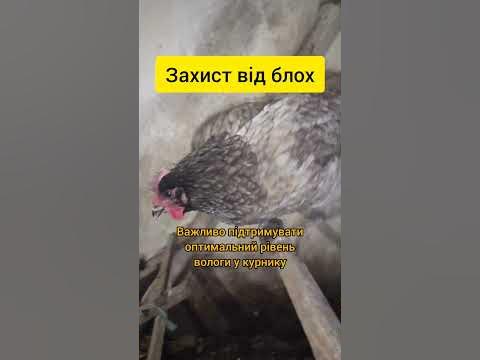 Захист від блох # кури# курочка# курник - YouTube