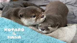 Otter Kotaro&Hana The Day They Got Microchipped