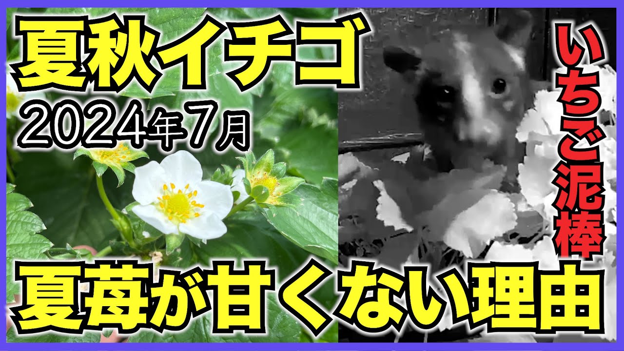 Summer/Autumn Strawberries] Summer Shizuku continues to bud! Why