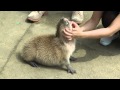 How to Pet a Baby Capybara どのようにペットに.ベビーカピバラ