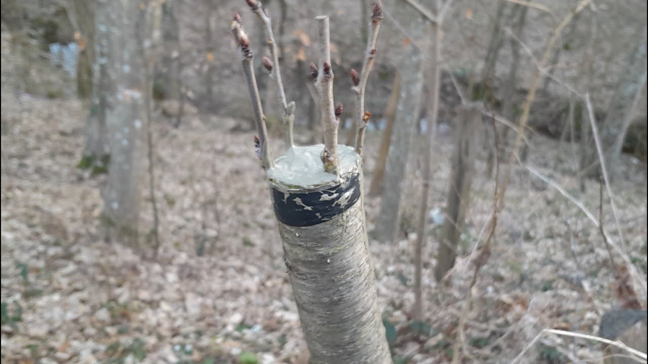 Kalemljenje trešnje  sa 4 plemke na deblju divlju trešnju