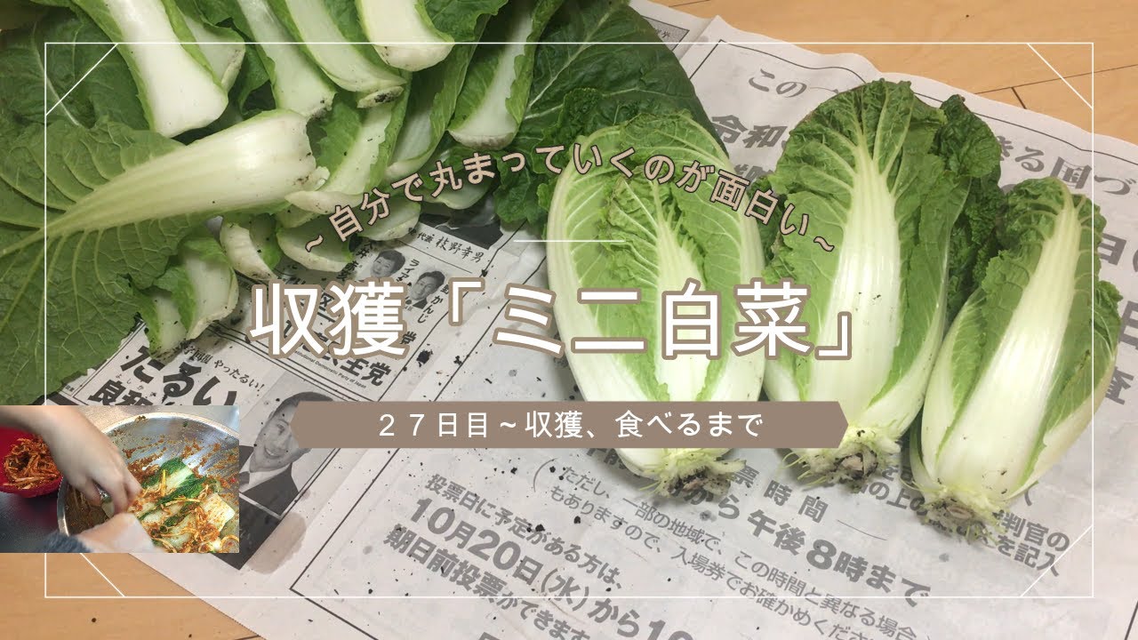 野菜 自分で丸くなっていく様子が不思議 ミニ白菜 キムチ漬け Youtube