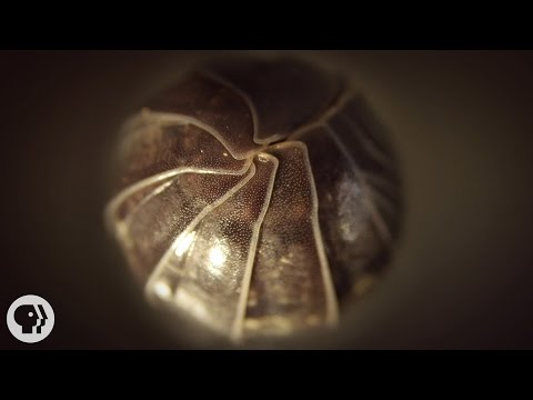 Roly Polies Came From the Sea to Conquer the Earth | Deep look