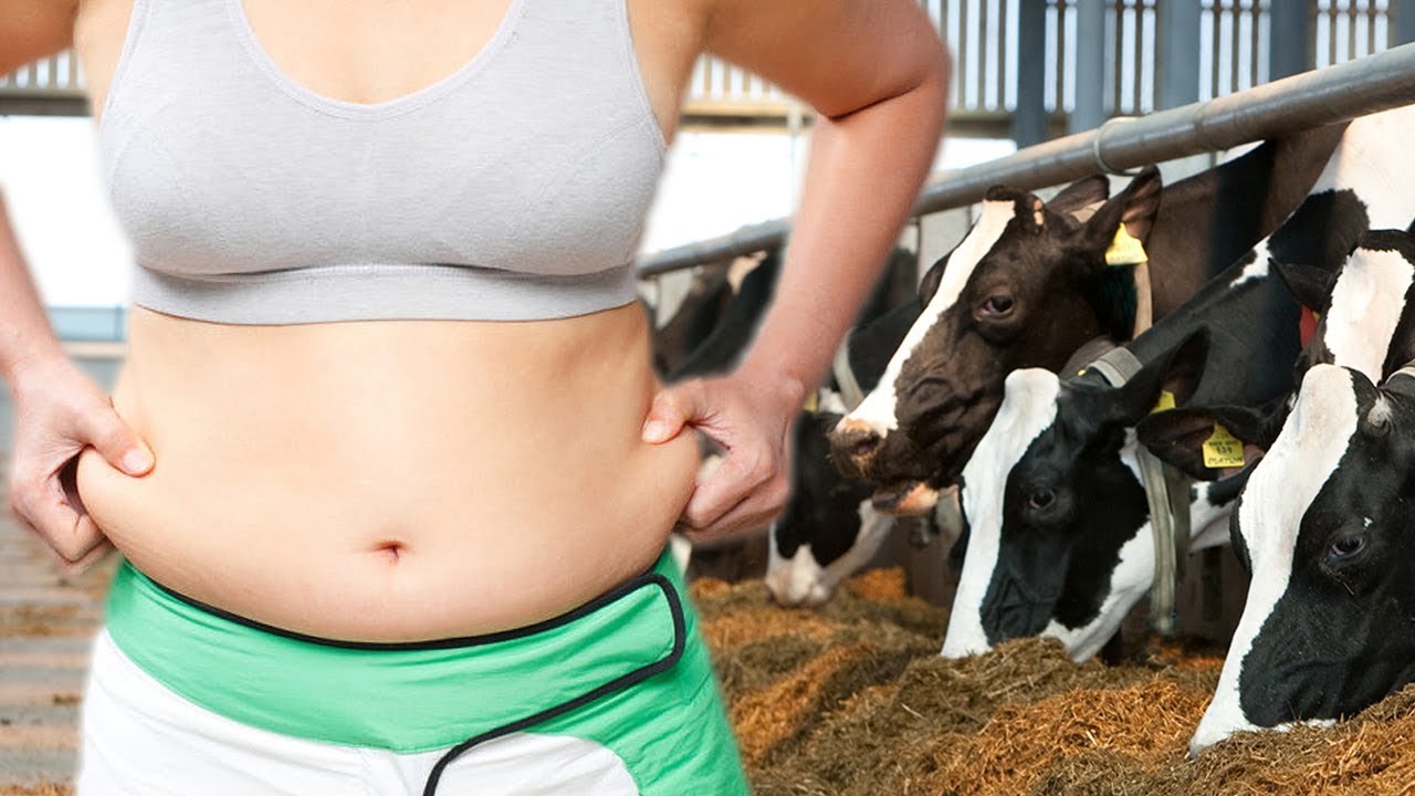 Grain Fed Beef makes you FAT and FLACCID - YouTube