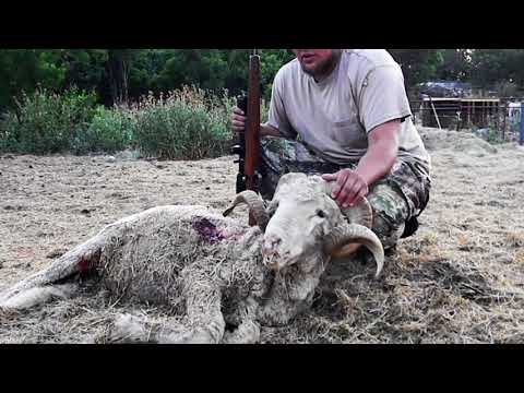 RAM HUNT 2018 (THOMPSON TEMPLE RANCH)