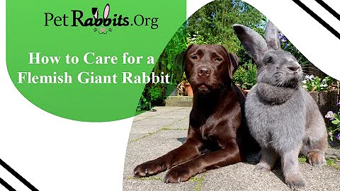 How to Care for Flemish Giant Rabbit - Pet Rabbits