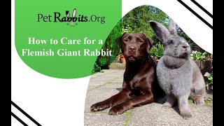 How to Care for Flemish Giant Rabbit  Pet Rabbits