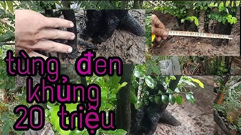 Moi gốc cứt chuột ra ngắm và giao lưu cùng các bác
