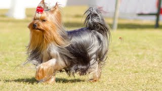 Everything You Need to Know About Yorkshire Terriers History and Traits