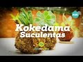 Como fazer e cuidar do Kokedama de Suculentas