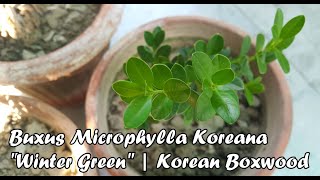 Buxus Microphylla Koreana var: "Winter Green" | Korean Boxwood Buxus Microphylla Wintergreen Boxwood