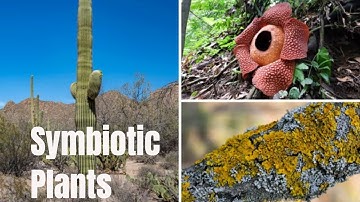 Plant Symbiotic Relationships