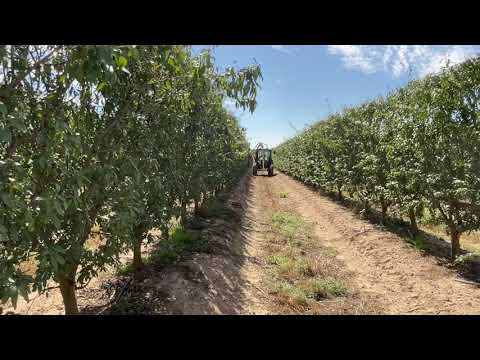 სუპერ ინტენსიური ნუშის მექანიზირებული გასხვლა pruning of Super Hidensity  Almond