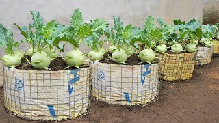 I wish I knew about this method of growing kohlrabi sooner