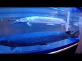 【碧南海浜水族館】アリゲーターガー の動画、YouTube動画。