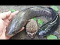 Wow!!! Langsung Lompat saat ditemukan di Lubang, tapi bukan cuma ikan gabus