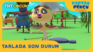 KAPTAN PENGU VE ARKADAŞLARI | TARLADA SON DURUM