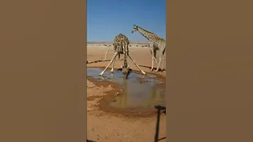 Как жираф пьет воду #shortsnature #giraffevideo #shortsanimals