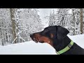 Schnee und Offroad für Dobermann Jeff - Die guten Tomatenstangen wurden geklaut! 🤣