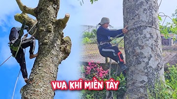 Vua Khỉ cưa cây Xà Cừ khủng tại Tây Ninh.