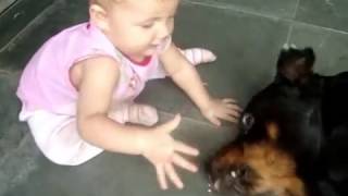 Rottweiler ataca criança de 6 meses