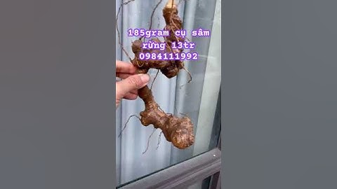 Cụ sâm rừng 185gr #sâm_ngọc_linh_rừng #sâm_lai_châu_rừng #sâm_ngọc_linh