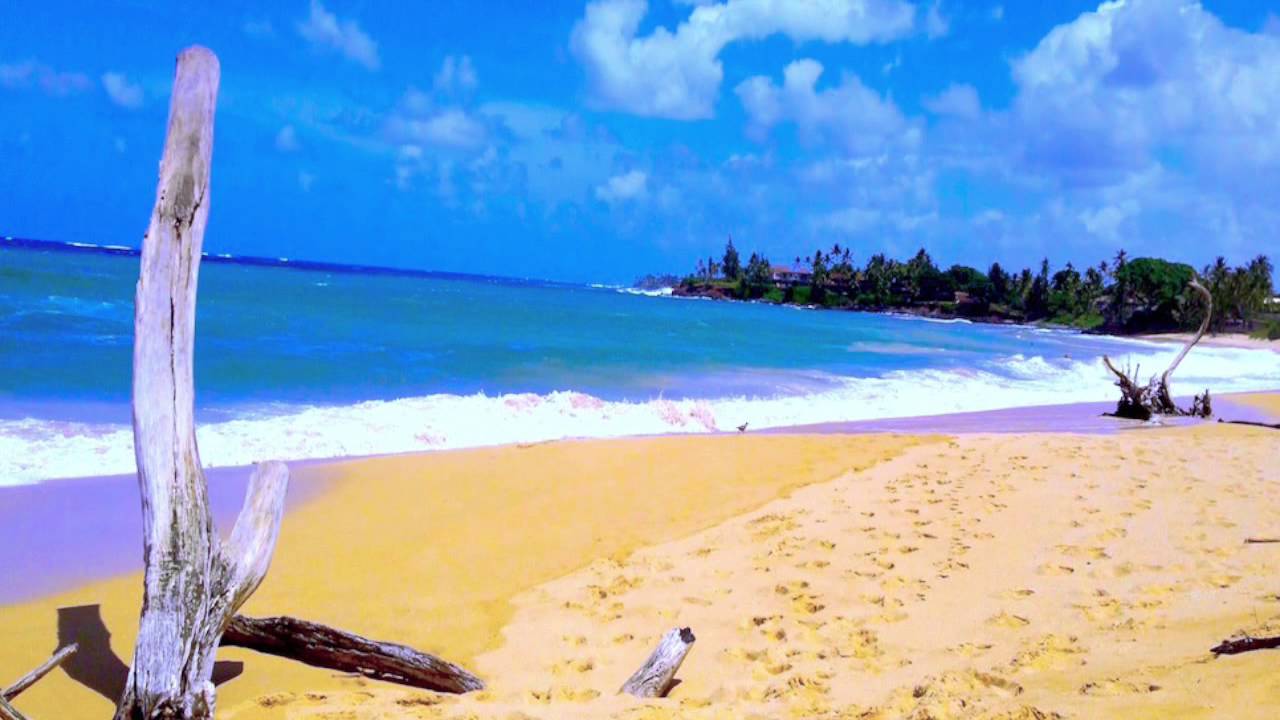 BLISS ROAD 'Blue Dream'