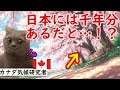 【海外の反応】日本でしか見られない“衝撃のデータ”に世界が騒然…そこに隠された真実とは!?猫ミームで紹介。