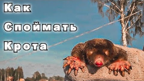 Как поймать крота. How to catch a mole. Ловушка на крота.