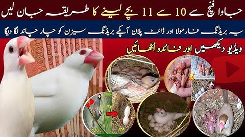 Java Sparrow Breeding Tips | Breeding Season Diet Plan and Best Breeding Formula Java Birds