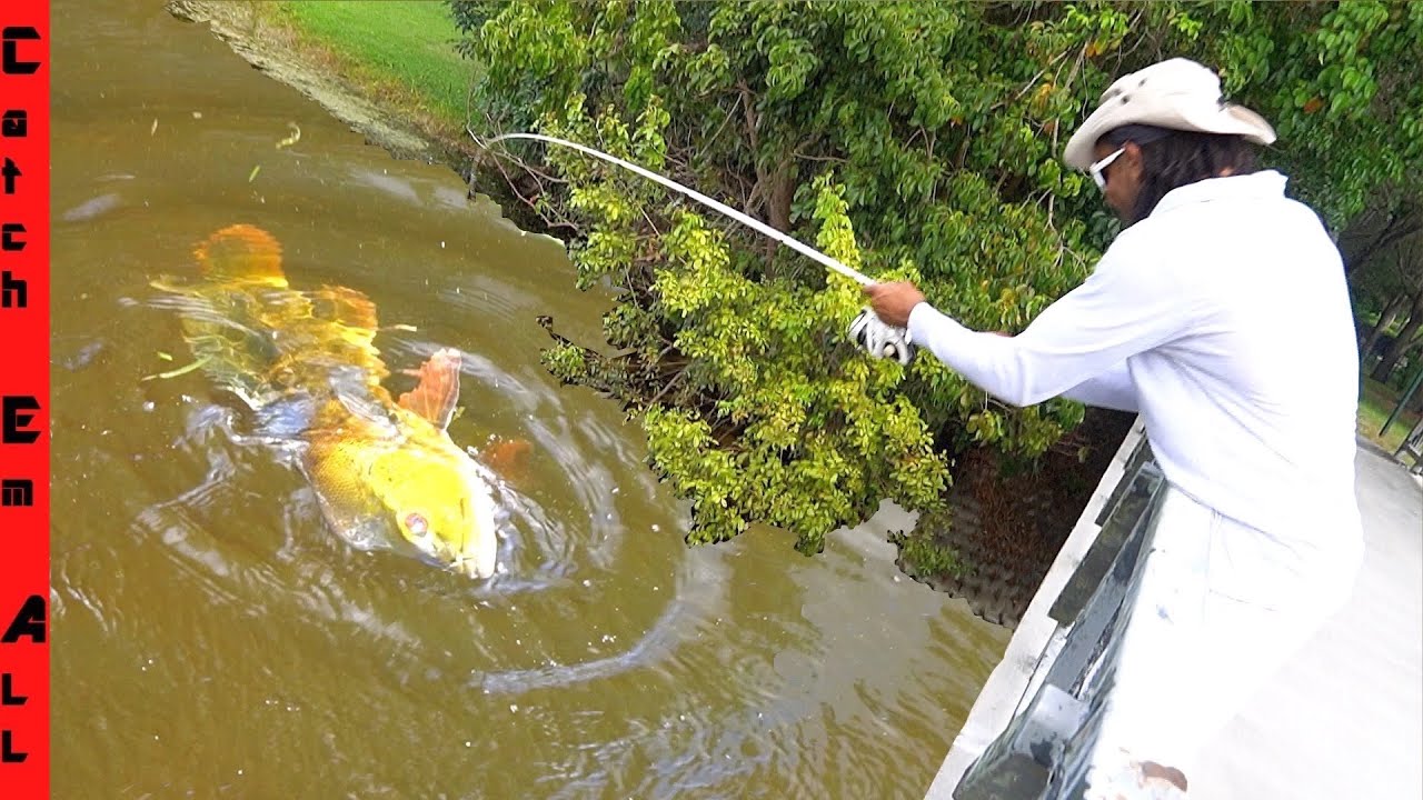 FISHING Legendary INVASIVE FISH BRIDGE! YouTube