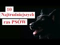 10 najtrudniejszych ras psw