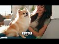¿Conoces estos doce secretos ocultos del perro Pomerania?#animales #pets #secret